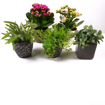 2 what kinds of cactus work best indoors? Different Types Of Mini Indoor Plants Houseplants ...
