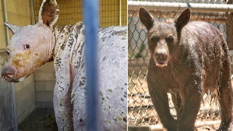 Photos Amazing Transformation Of A Very Lucky California Bear Found