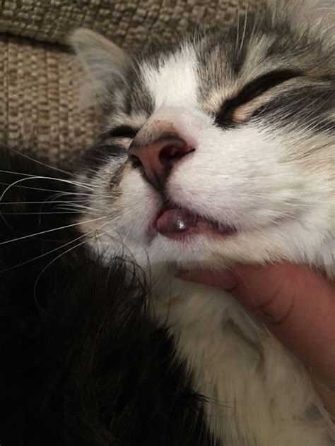 My 2 year old male cat has what looks like a swollen upper lip. Cat Lips Swollen | Lipstutorial.org