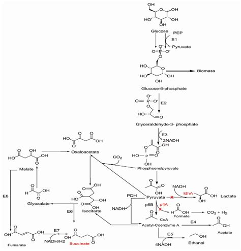 The Central Anaerobic Pathway Of E Coli Used For Metabolic Flux