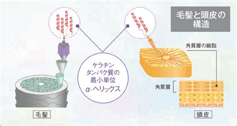 毛髪だけではなく、頭皮の角質層でもタンパク質は生きていた ...