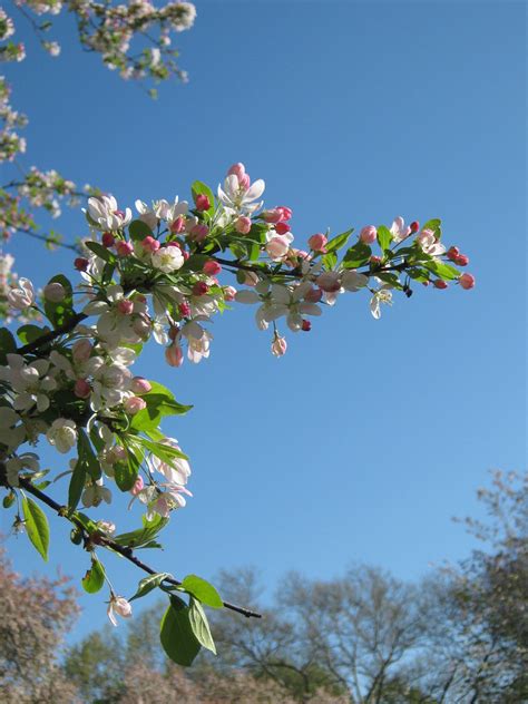 Spring Blossoms Smitha Prasadh Flickr