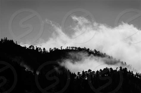 The Fog Rolling In Mountains Pine Trees Black And White By Sara