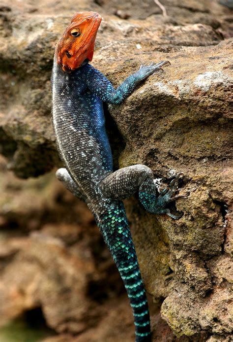 Agama Agama Red Headed Rock Agama Male It Took A While For Flickr