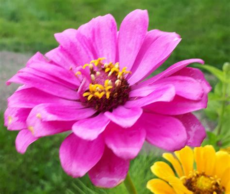 Gardening with Annuals | HubPages