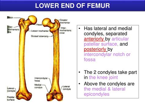 Ppt Bones Of Lower Limb Powerpoint Presentation Id2665665