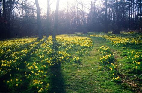 Best Daffodil Walks In The Uk