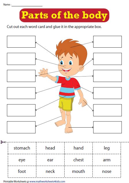 Savesave cut and paste parts of body for later. Pin on Science Worksheets