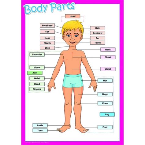 Body Parts Poster Science From Early Years Resources Uk