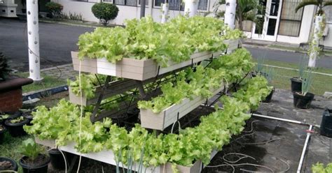 MENGENAL HAMA TANAMAN: BERKEBUN SAYURAN DI LAHAN SEMPIT HALAMAN RUMAH