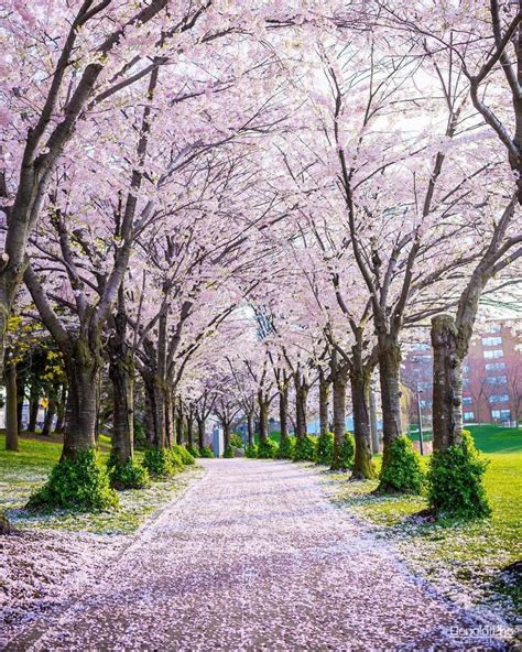 You Must Visit This Spectacular Cherry Blossom Trail In Ontario