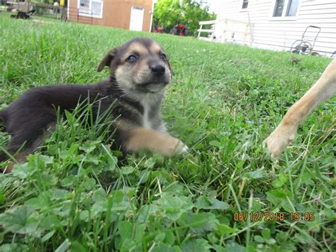 Northern Virginia, Adopted August 2018 | Carolina dog ...