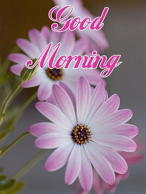 Pin By Rita Sciberras On Good Morning Good Morning Flowers Good