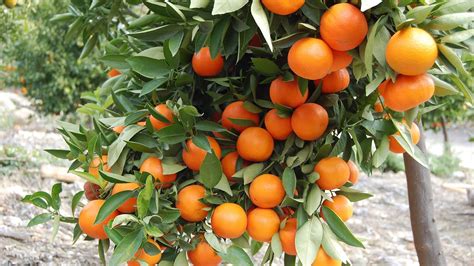 israeli orange the jaffa orange shamouti orange orange variety with few seeds air layered