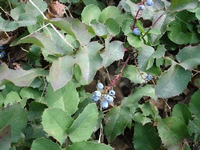 We did not find results for: Utah Poison Control Center Poisonous Plant Guide