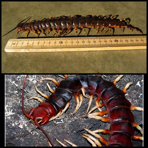 The Amazonian Giant Centipede Is The Largest Centipede Alive Reaching