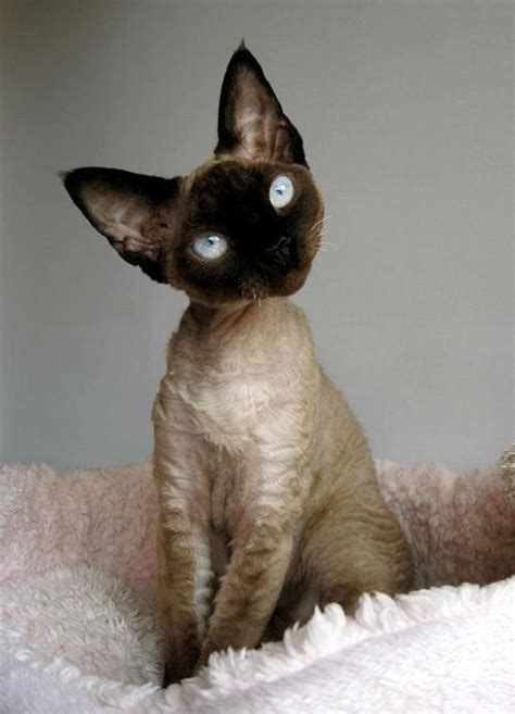 10 Tumblr Devon Rex Cats Devon Rex Kittens Cute Animals