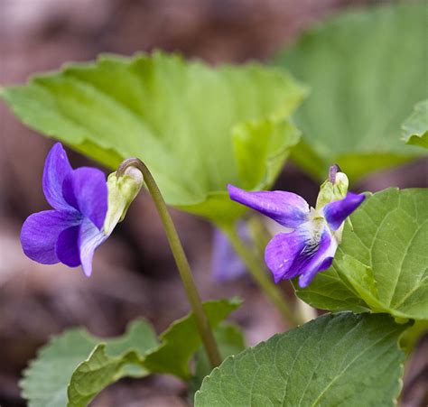 Minnesota Seasons Common Blue Violet