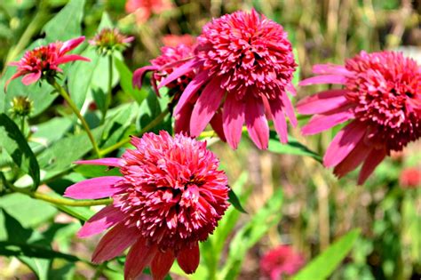 Deer resistant and sun loving, cherries jubilee achillea grows in zones 5 to 8. Hot Perennials for Summer | Fairview Garden Center