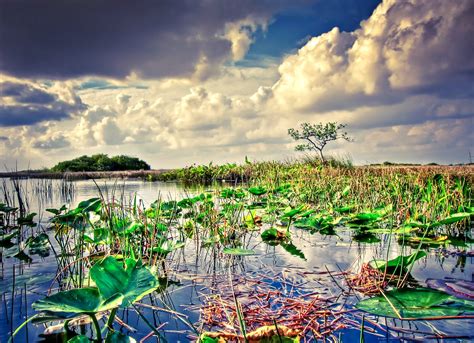 Experience The Everglades 10 Top Things To Do In Florida