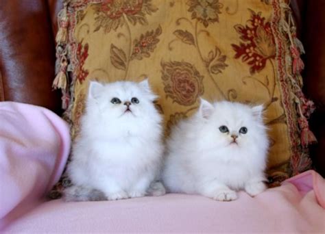 High to low nearest first. Teacup Persian Kittens For sale United States Pets - 1