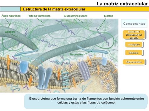 El Citosol Y Las Estructuras No Membranosas De La Célula 2013