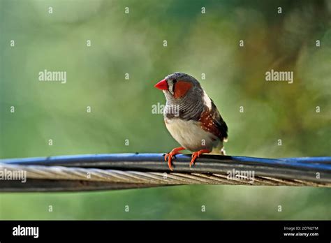 Zebra Finch Photographed In The Wild Stock Photo Alamy