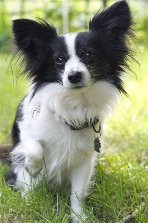 As we've mentioned, white fur does not cause deafness. LONG HAIRED CHIHUAHUA X PAPILLON CROSS FOR STUD ...