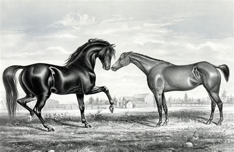 Horses, giraffes, zebra, lions, tigers & more canvas prints. Black Stallion Horse Free Stock Photo - Public Domain Pictures