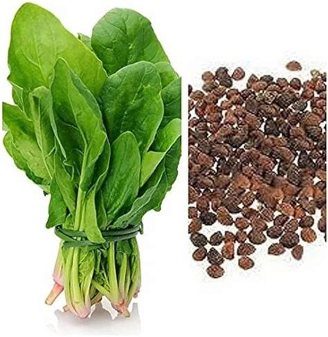 Green 100gram F1 Hybrid Spinach Seeds Packaging Type Packet At Rs 300