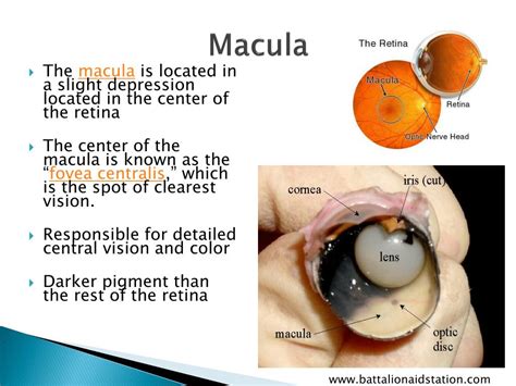 Ppt Basic Ocular Anatomy Powerpoint Presentation Free Download Id