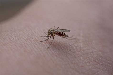 Can Mosquitoes Bite Through Clothes The Writeslab
