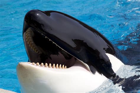 Seaworld One Of Parks Last Orcas Dies Aged 30 The Independent