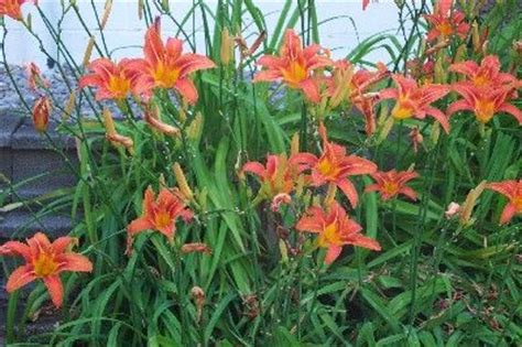 Usda plant hardiness zones 4 through 9 as perennials) symbolize so many things in cultures around the world, from purity, fertility and devotion, to passion, pride and wealth. Pin by Norian C. on Gardening | Pinterest
