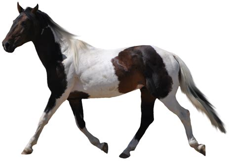 Horse Png Image Transparent Image Download Size 900x647px