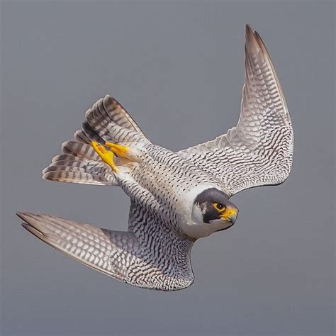 The peregrine falcon (falco peregrinus), also known as the peregrine, and historically as the duck hawk in north america, is a widespread bird of prey (raptor) in the family falconidae. Peregrine falcon in a dive | Raptors bird, Peregrine falcon, Birds of prey