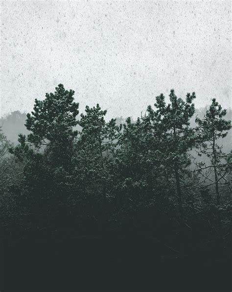 Snowfall Trees Fog Snow Hd Phone Wallpaper Peakpx