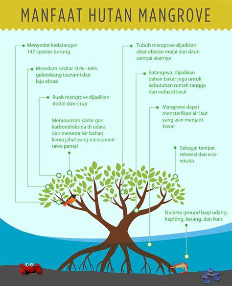 Manfaat Hutan Bakau Mangrove