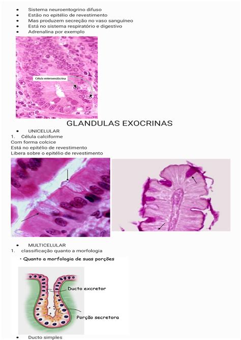 Tecido Epitelial Glandular 210820 114235 Histologia I