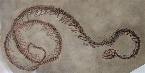Louisville Fossils And Beyond Boavus Idelmani Snake Fossil Cast