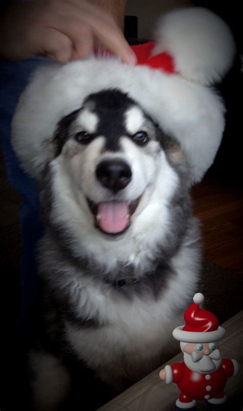 Merry Christmas From Oliver The Husky Husky Lover Husky Siberian Husky