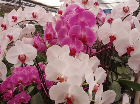 Fiore simile all'orchidea il prezzo si riferisce alla singola piantina. Come curare l'Orchidea Phalaenopsis - Idee Green