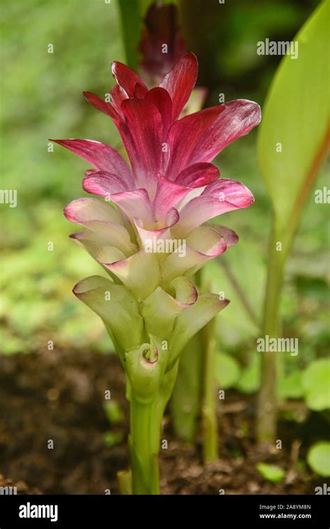 Turmeric Curcuma Longa Flower Hi Res Stock Photography And Images Alamy