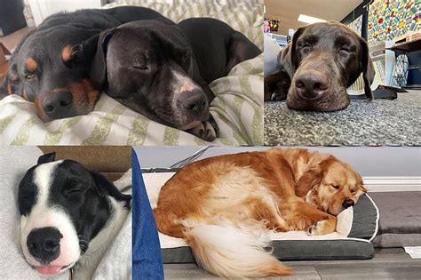 52 Sleepy Southcoast Dogs To Brighten Your Day Part 2