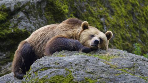 Braunbären: Klimaerwärmung nach der Eiszeit ließ die Tiere schwinden