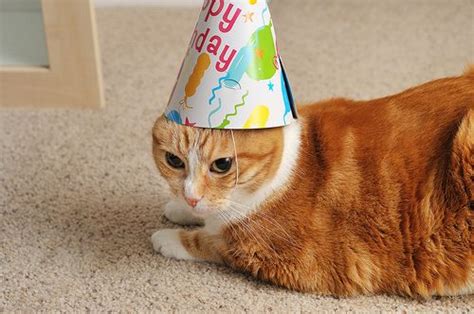 Happy Birthday Happy Birthday Cat Kitten Birthday Cat Birthday Party