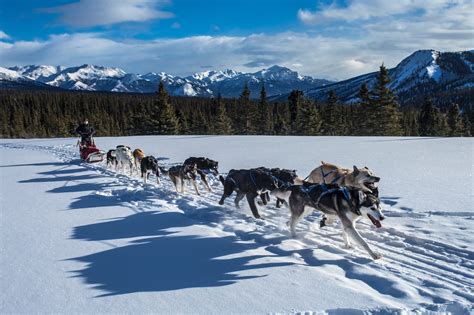 Close Up Sled Mountain Domestic Animals 2k Cold Temperature