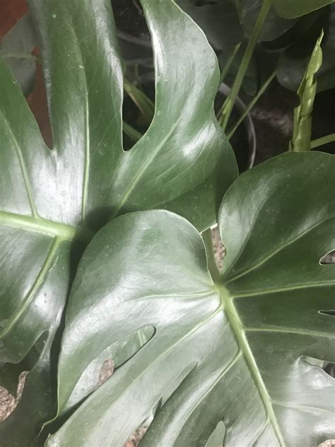 How To Propagate Split Leaf Philodendrons Hunker Philodendron Plant Leaves Tropical Plants