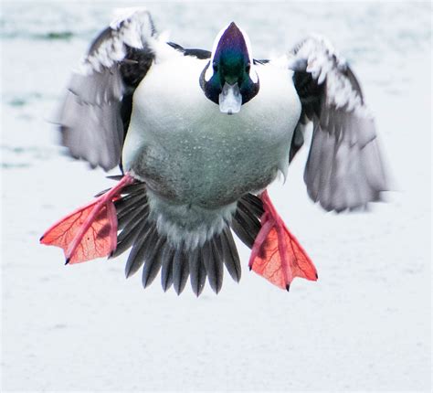 A Male Bufflehead Duck In Flight 120 Pictures In 2020 44 Flickr