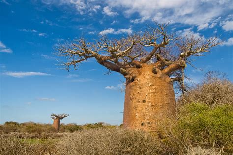 baobab tree in madagascar socotra cipreses arbol de cerezo